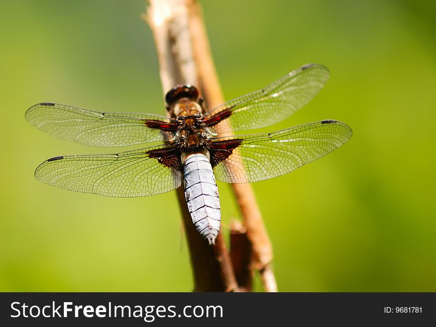 Dragonfly close-up