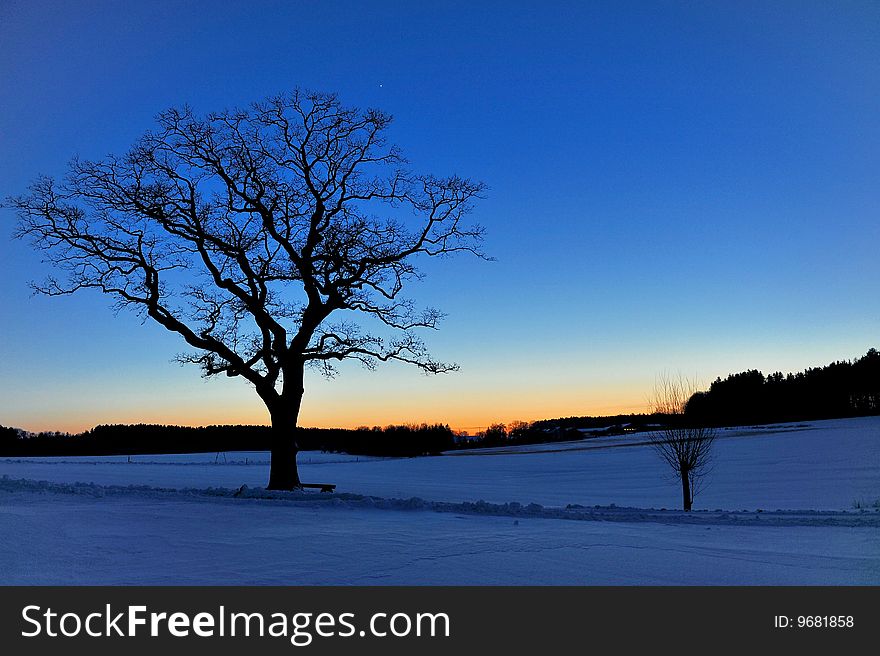 Sunset with tree and snow covered landscape