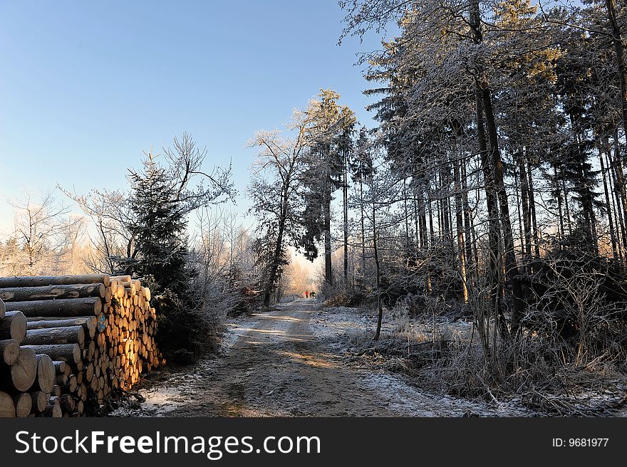 Snow covered trees in winter