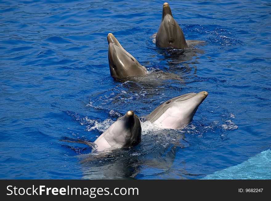 Four nice dolphins in water. Four nice dolphins in water