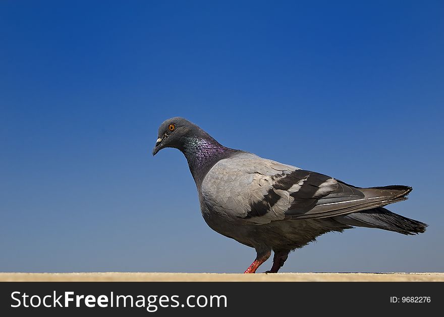 A nice pigeon on the blue sky
