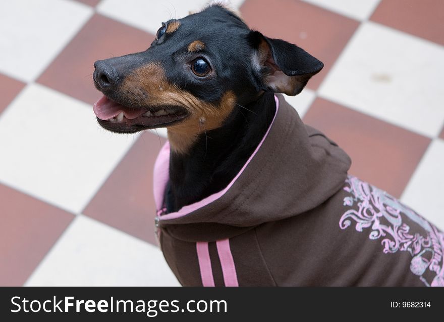 Pet series: Beautiful small dog watching on you. Pet series: Beautiful small dog watching on you