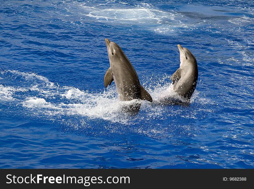Two nice dolphins in the water. Two nice dolphins in the water