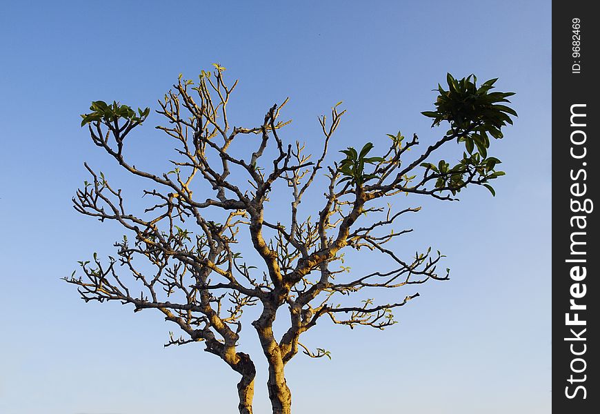 Weird tree breaking into leaf at sunset, Bali, Indonesia