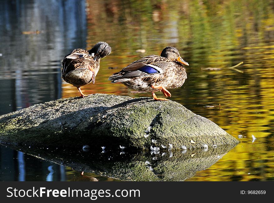 Two ducks on a stone.