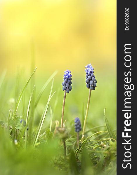 Muscari flowers on a beautiful green field