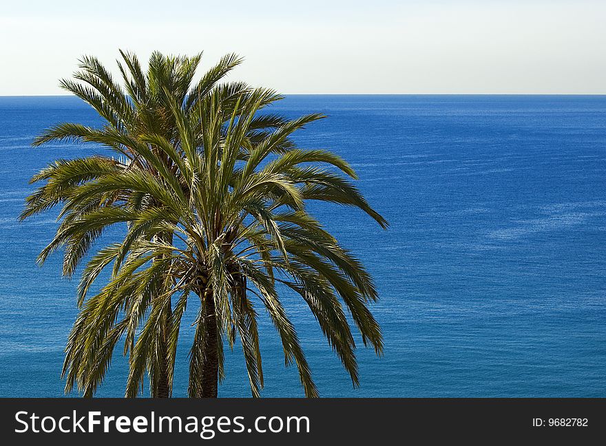 Two palms in front of the sea