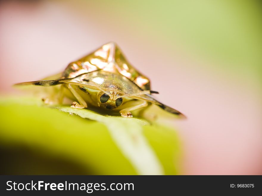 Front view of a golden tortoise beetle