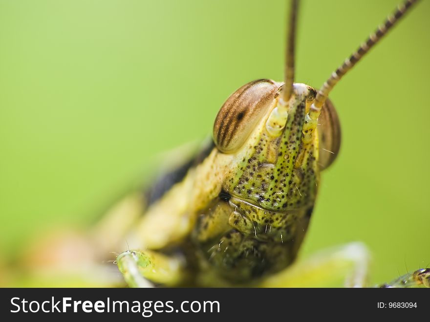 Close up of a grasshopper face. Close up of a grasshopper face