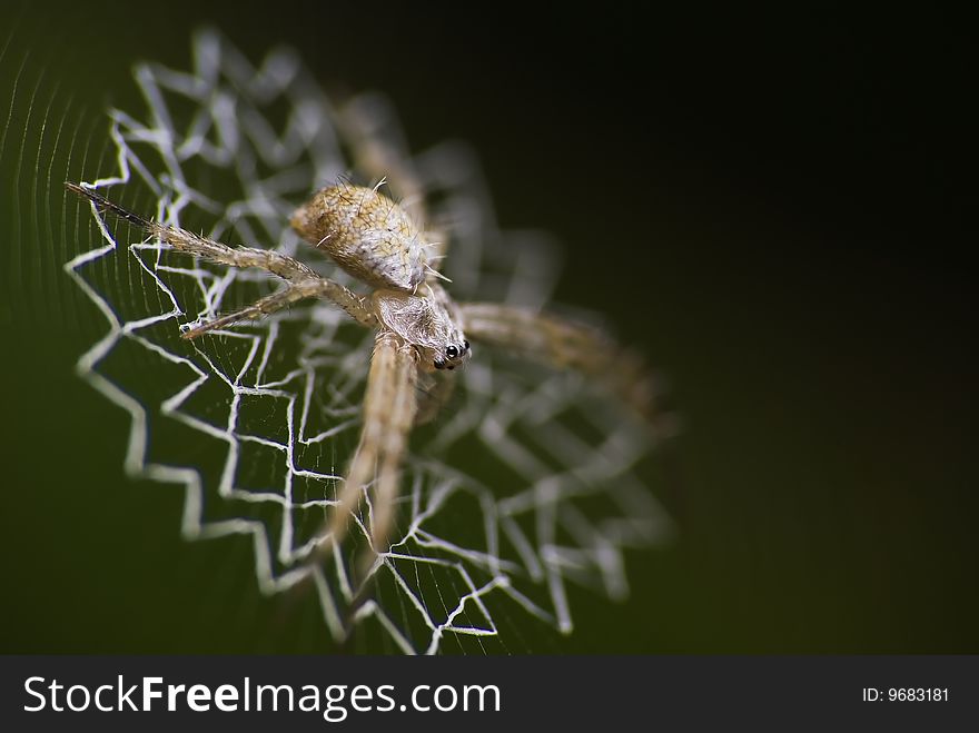 A spider in its' artistic house with dark background