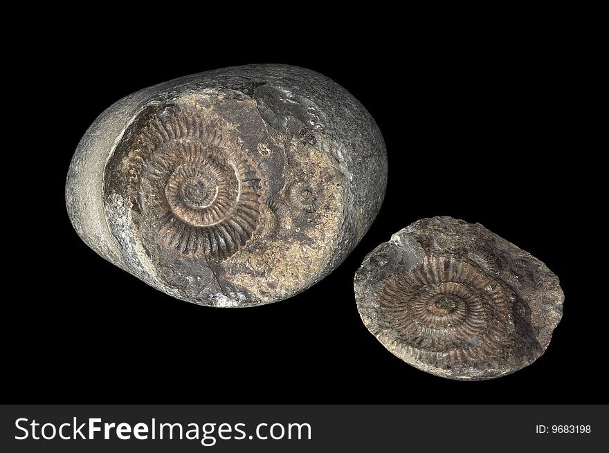 Ammonit pair on black background