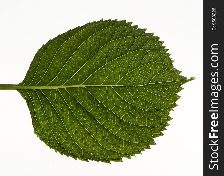 Green leaf on white background