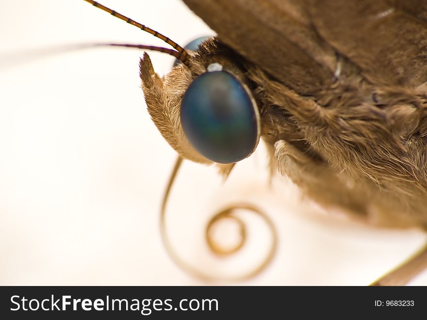 Close up of a butterfly