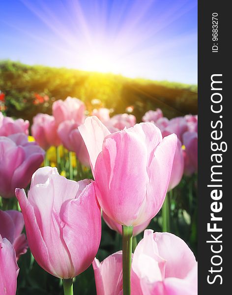 Spring  pink tulips background -full blooming. Spring  pink tulips background -full blooming.