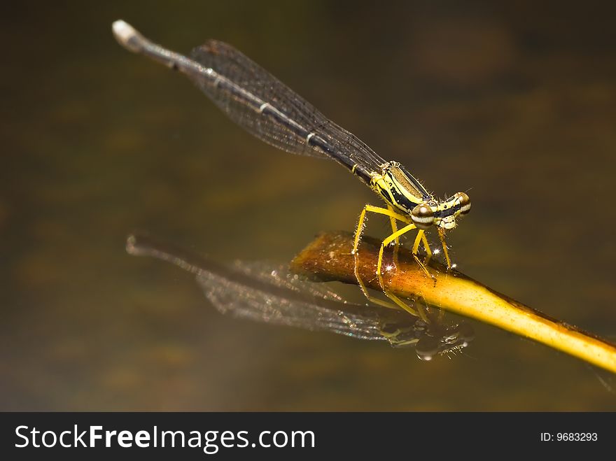 Damsel fly & reflection from the water