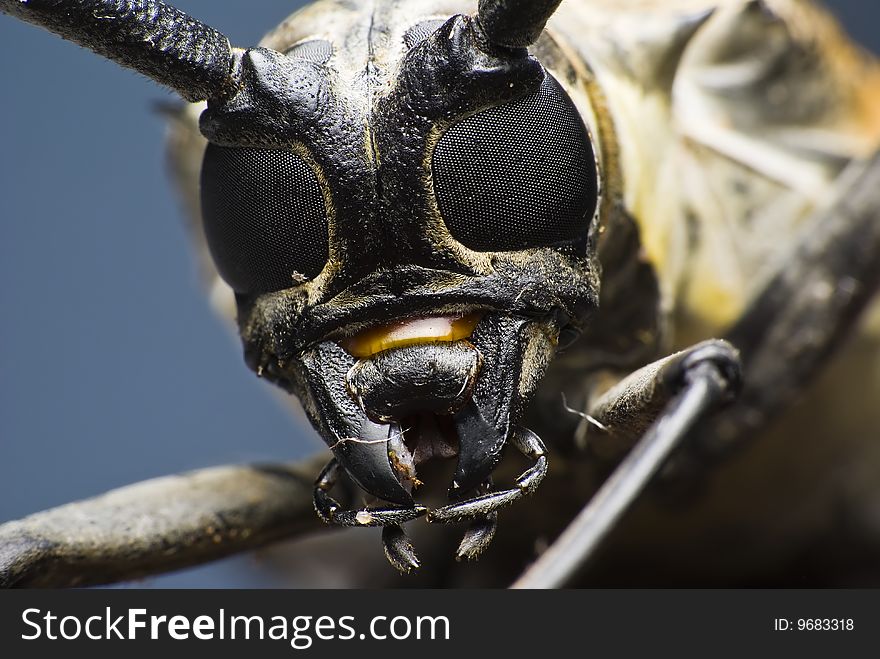 Close up of long hornned beetle. Close up of long hornned beetle