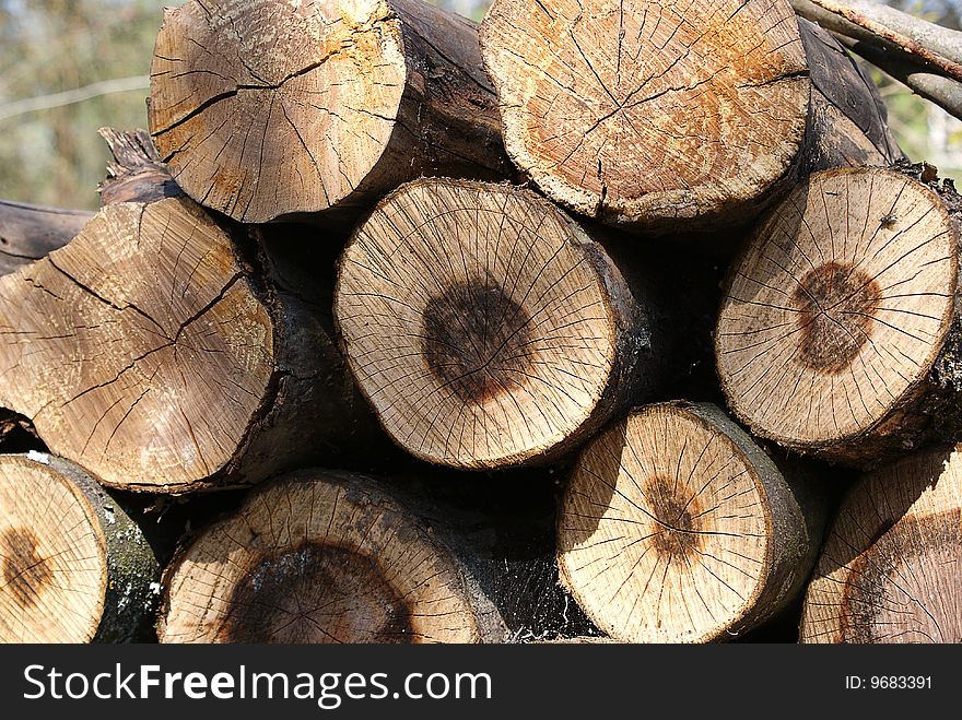 Provided firewoods for kindling  of fire, fire-lighter of stove. Cut of old tree.