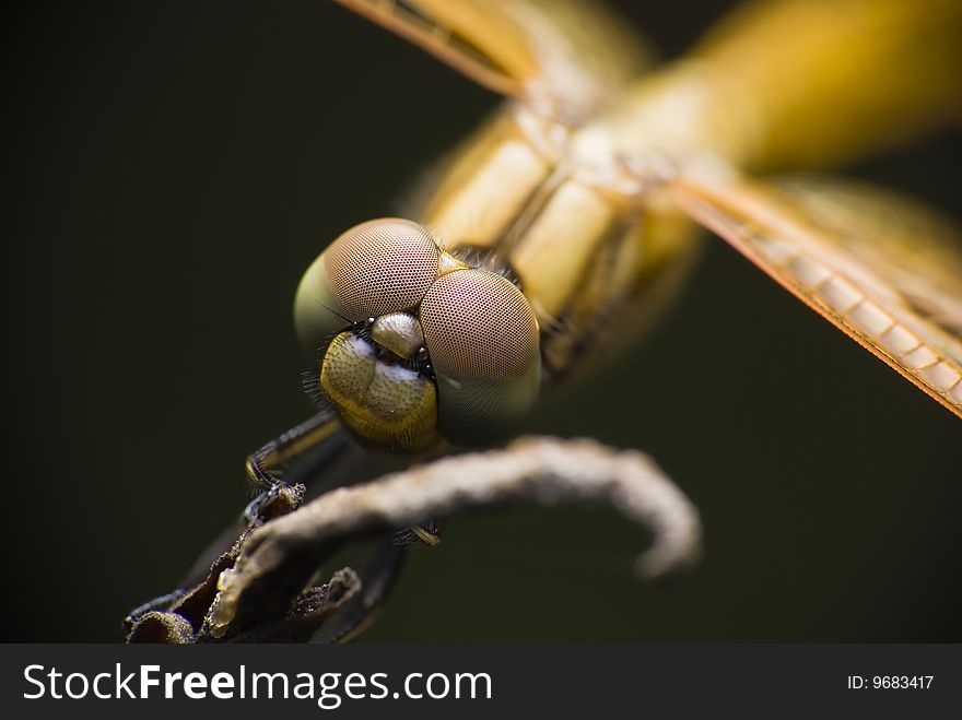 Close up of a dragon fly. Close up of a dragon fly