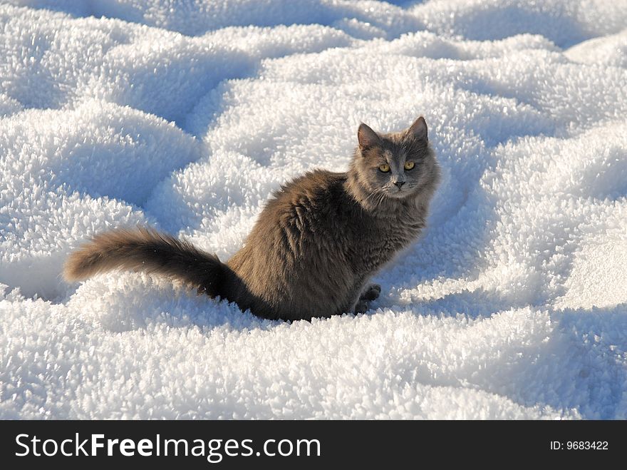Puzzled cat sitting on a white snow. Puzzled cat sitting on a white snow