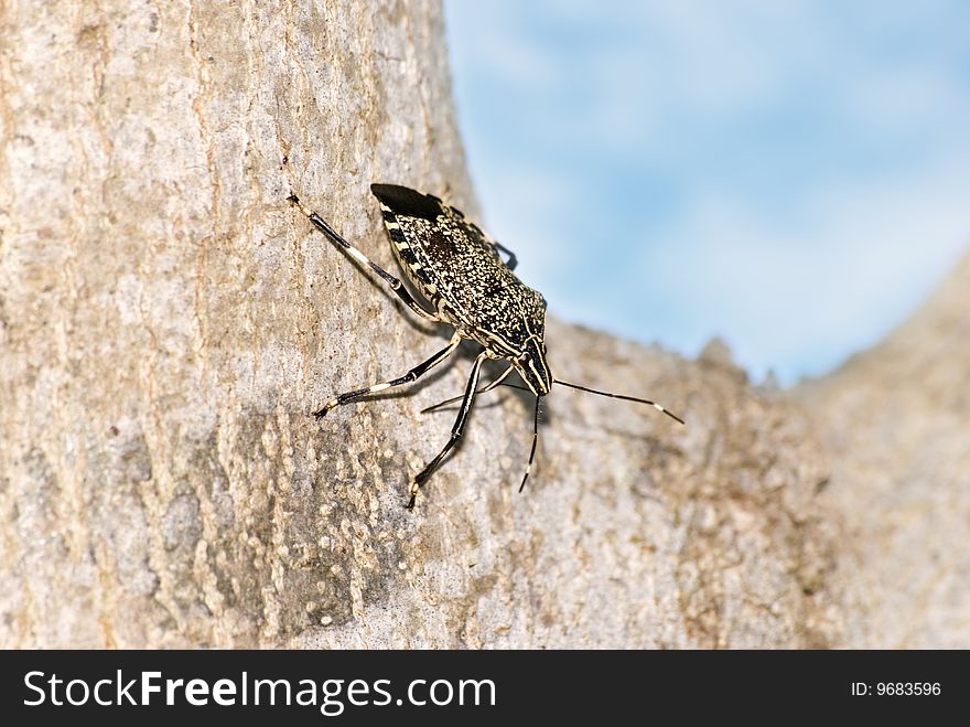 A stinkbug rest on tree