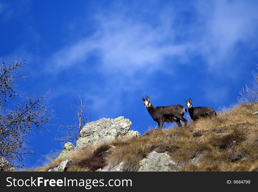 Chamois female and puppy skyline