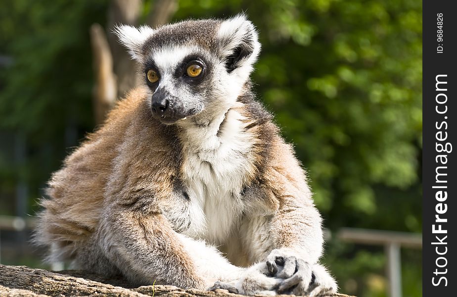 Beautiful lemur sits on a log