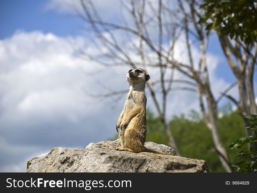 The meerkat stands on a stone and observes the territory