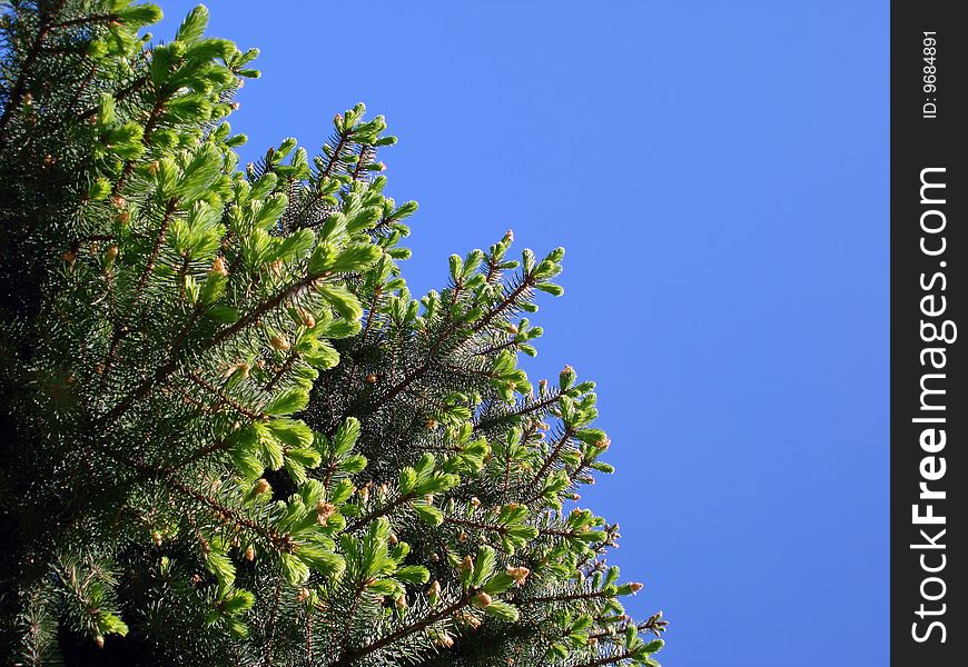 A branches of fir-tree against blue sky background