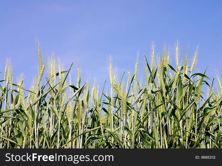 Green wheat stalks, growing in a field in Washington State, set against a blue sky. Green wheat stalks, growing in a field in Washington State, set against a blue sky.