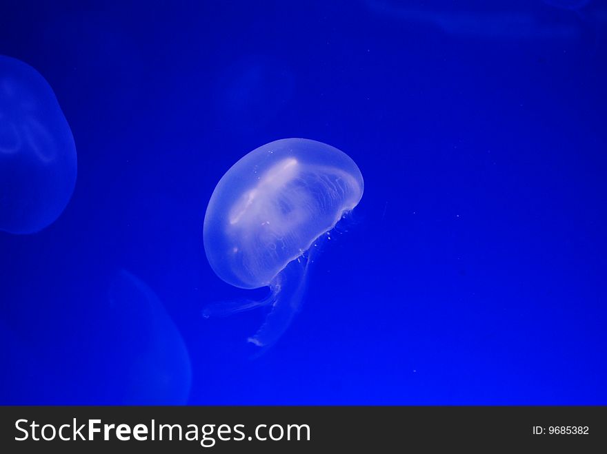 Jellyfish against a blue background