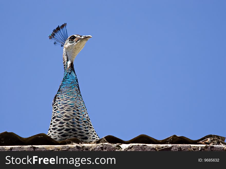 Peacock on the roof