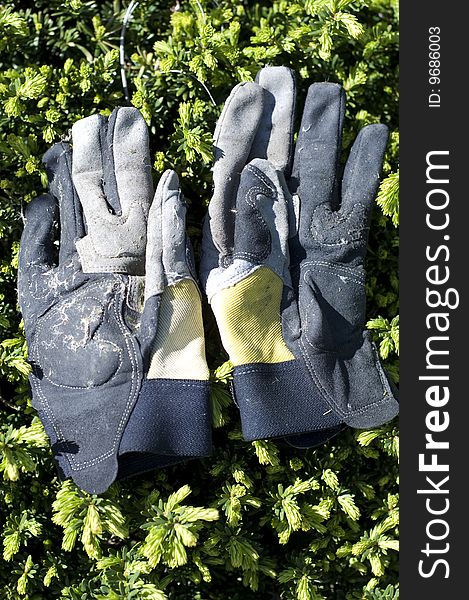 Garden Gloves