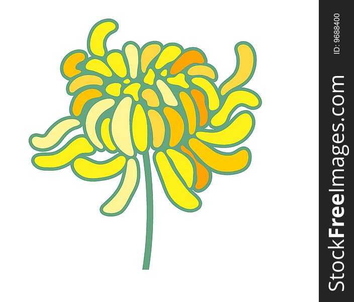 Yellow chrysanthemum isolate on the white background. Yellow chrysanthemum isolate on the white background