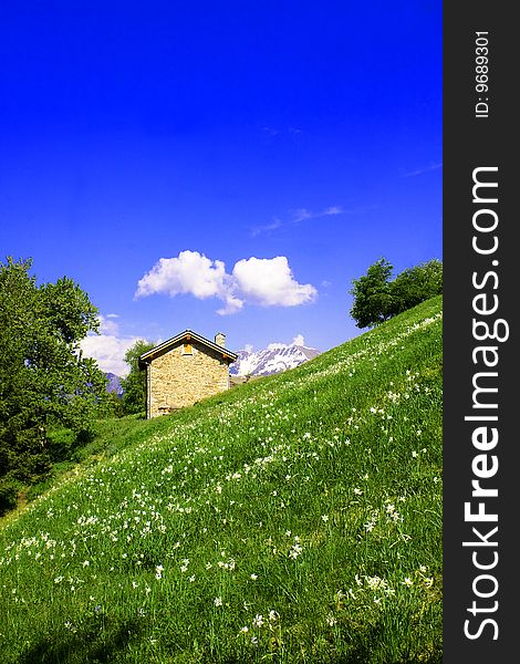 Meadow of mountain flowers and refuges. Meadow of mountain flowers and refuges