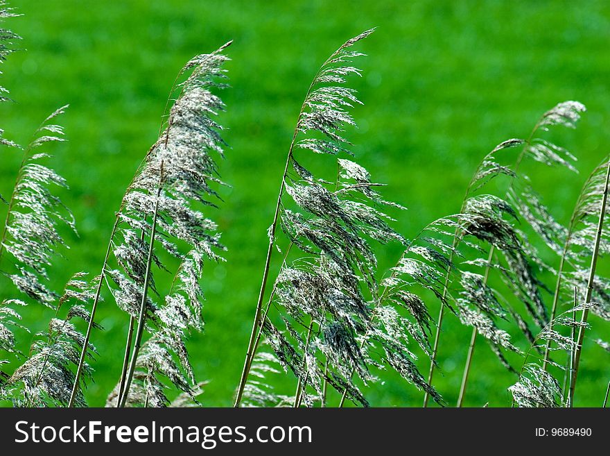 Reeds, waving in the wind, against a green background