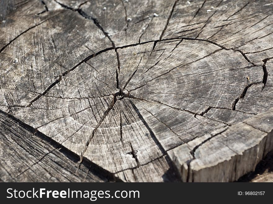 Tree, Woody Plant, Wood, Trunk