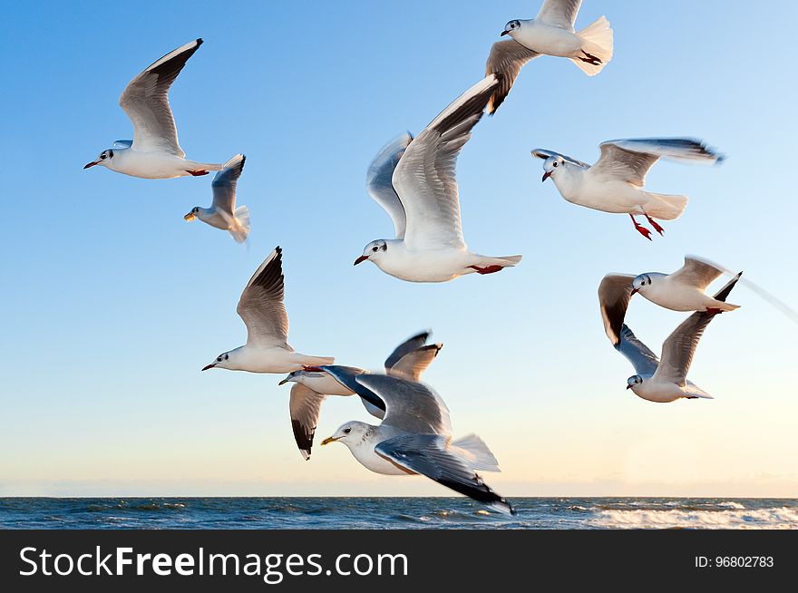 Sky, Bird, Seabird, Gull