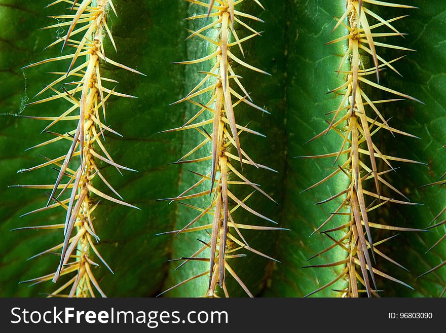 Thorns Spines And Prickles, Cactus, Vegetation, Plant
