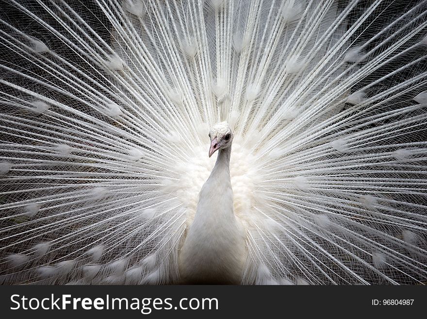 Feather, Close Up, Beak, Galliformes