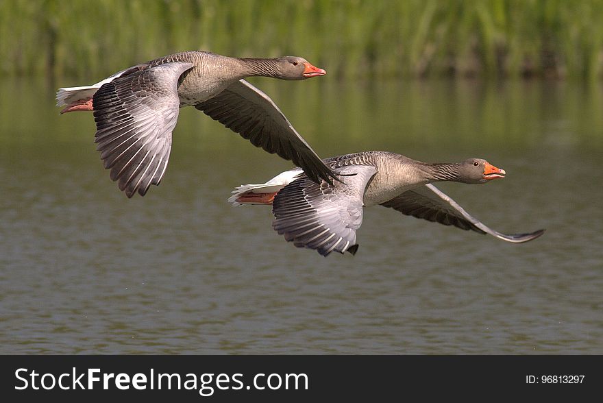 Bird, Water Bird, Fauna, Ducks Geese And Swans
