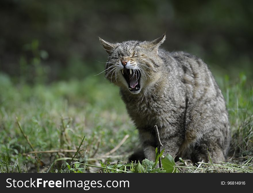 Facial Expression, Wild Cat, Mammal, Fauna