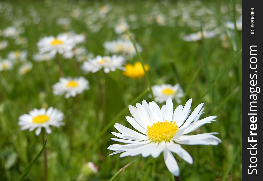 Flower, Oxeye Daisy, Yellow, Meadow