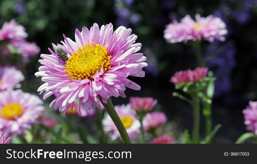 Flower, Aster, Flowering Plant, Daisy Family