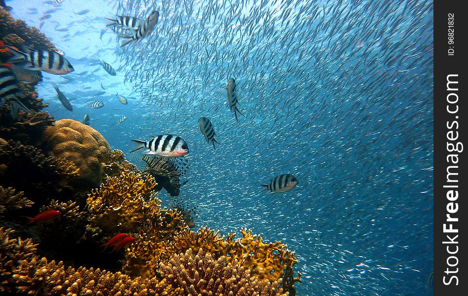 Coral Reef, Water, Reef, Marine Biology