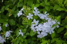 Beautiful Spring Flowers Blooming Under The Sun, Different Types Of Flowers Royalty Free Stock Images Beautiful Spring Flowers Blooming Under The Sun, Different Types Of Flowers Royalty Free Stock Images