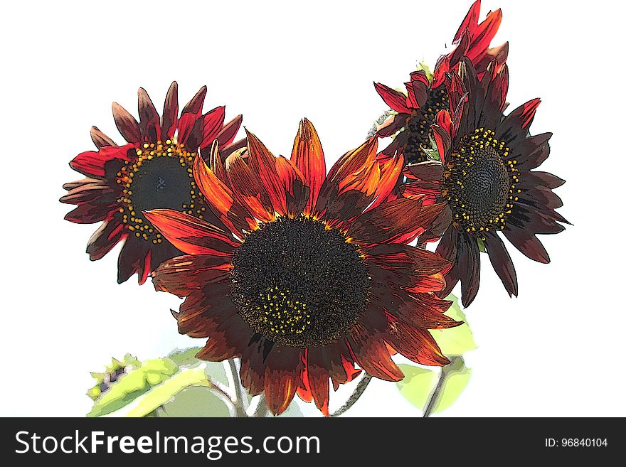 Beautiful nature illustration with textured petals and leaves of the red sunflower. White background with this grouping of flowers. Beautiful nature illustration with textured petals and leaves of the red sunflower. White background with this grouping of flowers.