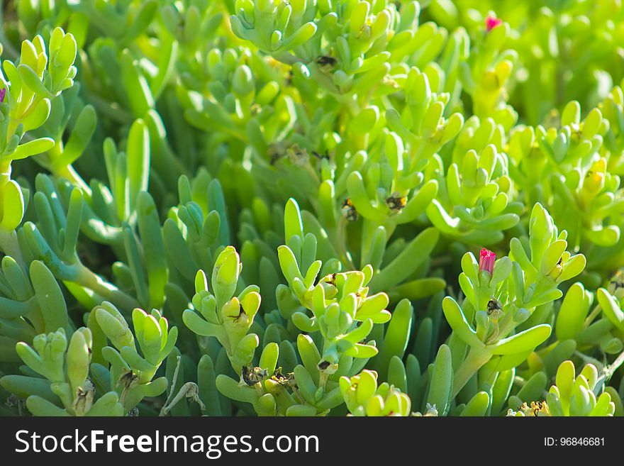 Beautiful Spring Flowers Blooming under the Sun, Different Types of Flowers in a Green Garden