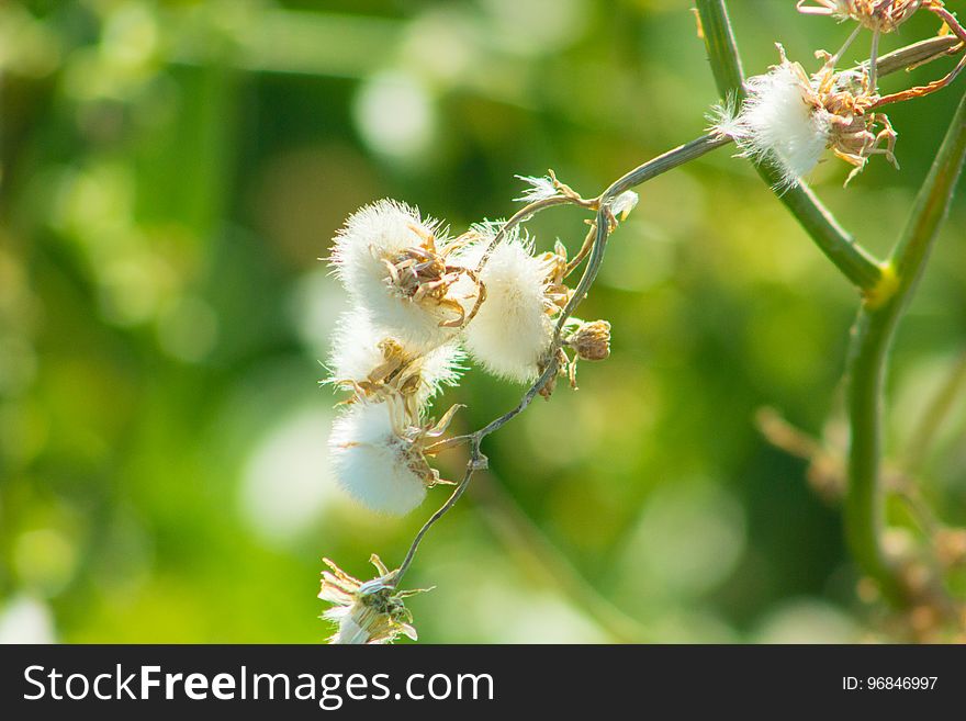 Beautiful Spring Flowers Blooming under the Sun, Different Types of Flowers