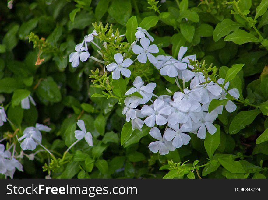 Beautiful Spring Flowers Blooming under the Sun, Different Types of Flowers