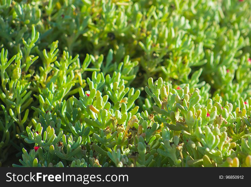 Beautiful Spring Flowers Blooming under the Sun, Different Types of Flowers in a Green Garden